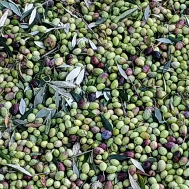 Ladeos Koroneiki Oliven